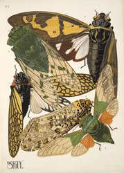 Levy 2, Insectes, pub. 1930-luku (pochoor print)