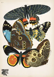 Levy 2, Butterflies, pub. 1925 (stensiiliprintti)