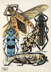 Levy 3, Insectes, pub. 1930-luku (pochoor print)