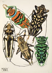 Levy 4, Insectes, pub. 1930-luku (pochoor print)