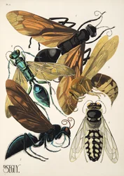 Levy 6 osoitteesta Insectes, pub. 1930-luku (pochoor print)