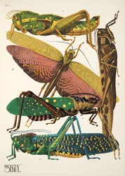 Levy 7 osoitteesta Insectes, pub. 1930-luku (pochoor print)
