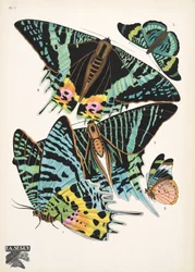 Lauta 7, Butterflies, pub. 1925 (stensiiliprintti)