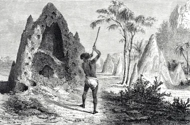 Valkoisten muurahaisten eli termiittien verkostot