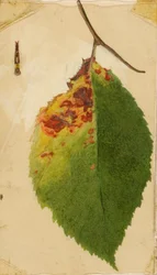 Rypistynyt ja kuihtunut lehden reuna, joka jäljittelee toukkaa, tutkimus kirjaa varten Concealing Coloration in the Animal Kingdom varten.