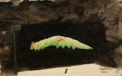 Larger Spotted Beach Leaf Edge Caterpillar..., 1800-luvun loppu - 1900-luvun alku.