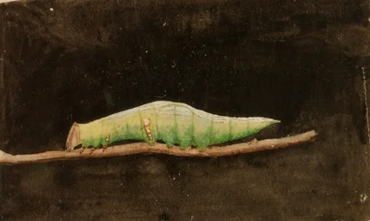 Suurempi täplikäs rantalehden reunan toukka, opinnäytetyö kirjaa varten Concealing Coloration in the Animal Kingdom varten.