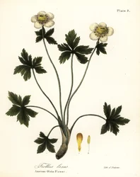 Amerikkalainen maapallokukka tai amerikkalainen leviävä globeflower, Trollius laxus