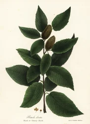 Sokerikoivu eli tuohituomi, Betula lenta