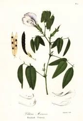 Perhosherne, atlantin kyyhkynen siivet tai Marylandin klitoria, Clitoria mariana
