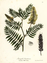 Kanadan maitovirna, Astragalus canadensis