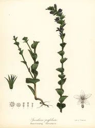 Venuksen silmälasi- tai sulkukello, Triodanis perfoliata (Stem-clasping specularia, Specularia perfoliata)