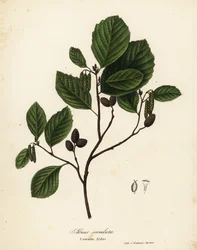 Leppä, pähkinäleppä tai sileäleppä, Alnus serrulata