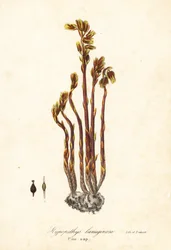 Hollanninpiippu, tekopyökpisarat, pinesap tai keltainen linnunpesä, Monotropa hypopitys (Pine-sap, Hypopithys lanuginosa)