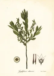 Kääpiömarja, pensasmarja tai gopherberry, Gaylussacia dumosa