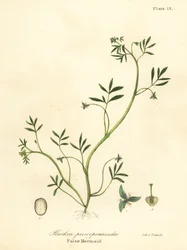 Väärä merenneito, Floerkea proserpinacoides