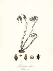 Aavekasvi, aavepiippu, intiaanipiippu tai ruumiskasvi, Monotropa uniflora