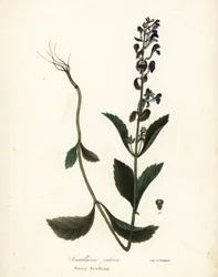 Karvainen päälippis, Scutellaria elliptica (Scutellaria pilosa)