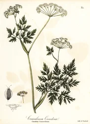 Hemlock-persilja