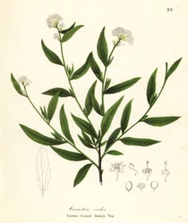 Jersey-tee, Ceanothus herbaceus (kapealehtinen Jersey-tee, Ceanothus ovalis)