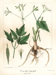 Pitkämuotoinen sweet-cicely, longstyle sweetroot tai sweet cicely, Osmorhiza longistylis