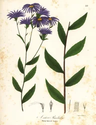 Matala karkea asteri tai karkea puuasteri, Eurybia radula (raspilehtinen asteri, Aster radula)