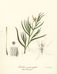 Mutaratamo eli vesihyasintti, Heteranthera dubia (vesitähtiruoho, Schollera graminifolia)