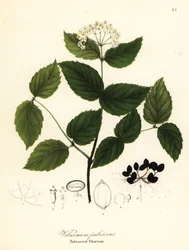 Karvainen viburnum, viburnum pubescens