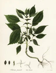 Runsas rikkaruoho, Adenia pumila (Collinsonia canadensis?)