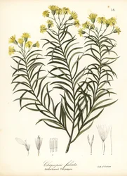 Sirppilehtinen silkkiruoho tai sirppilehtinen kultainen asteri, Pityopsis falcata (Sirppilehtinen chrysopsis, Chrysopsis falcata)