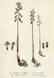 Täpläkorallijuuri, Corallorhiza maculata ja syksyinen korallijuuri, Corallorhiza odontorhiza (Monikukkainen korallijuuri, Corallorhiza multiflora ja hammaskorallijuuri, C