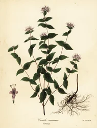 Kiviminttu, pakkasminttu, dittany ja amerikkalainen dittany, Cunila origanoides (Cunila mariana)
