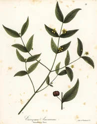 Mansikkapuu, Euonymus americanus