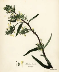 Korkea täi- tai suotäiheinä, Pedicularis lanceolata