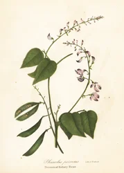 Villi munuaispapu, Phaseolus polystachios (monivuotinen munuaispapu, Phaseolus perennis)