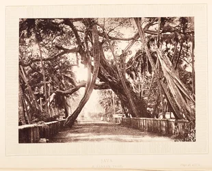 Banyan-puu, Java
