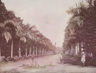Avenue of Palms, Kasvitieteellinen puutarha, Kalkutta (värillinen kuva)