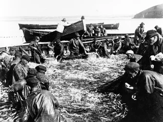 Silakkasaalis, noin 1890