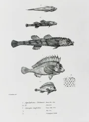 Aspidophorus Chiloensis ja Agriopus Hispidus, levy 7 Charles Darwinin teoksesta "The Zoology of the Voyage of H.M.S Beagle, 1832-36"