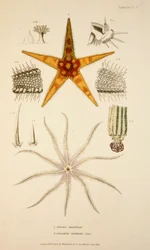 Asterias aurantiaca ja Comatula carinata, pub. 1833 Käsinvärinen kaiverrus.
