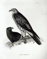Petolinnut, levy 2 Charles Darwinin teoksesta "The Zoology of the Voyage of H.M.S Beagle, 1832-36"