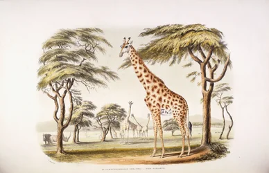 Camelopardalis kirahvi