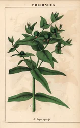 Vihreillä siemenillä varustettu kapris, Euphorbia lathyris   , julkaisusta "The Instructive Picturebook, or Lessons from the Vegetable World", [Charlotte Mary Yonge], Edinburgh