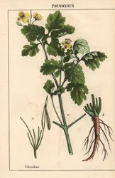 Veriherukka, jossa on keltaiset kukat ja juuret.   , julkaisusta "The Instructive Picturebook, or Lessons from the Vegetable World", [Charlotte Mary Yonge], Edinburgh