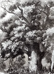 Kaarle II (1630-85) Piilotettu tammipuuhun, 14. lokakuuta 1651