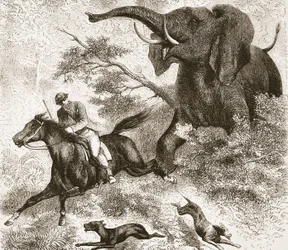 Elefantin jahtaama, kuvitus J. Ewing Richien David Livingstonen elämän ja löytöjen kuvapainoksesta, pub. kirjoittanut A. Fullarton & Co., 1876