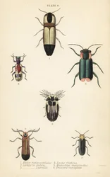 Klikkakuoriaiset: Melanoxanthus melanocephalus 1, Lucola italica 2, Lampyris latreillii 3, Lycus festivus 4, pehmeäsiipinen kukkakuoriainen, Clanoptilus marginellus 5 ja Priocera variegatus 6