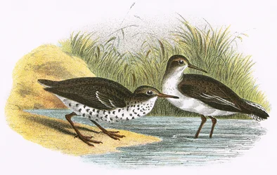Common Sandpiper (oikealla) ja Spotted Sandpiper (vasemmalla)