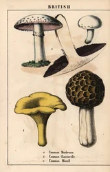 Harillinen sieni Agaricus, kultainen kantarellisieni Cantharellus cibarius ja morchella esculenta   , julkaisusta "The Instructive Picturebook, or Lessons from the Vegetable World", [Charlotte Mary Yonge], Edinburgh