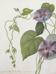 Convolvulus Purpurus (wc vellum)